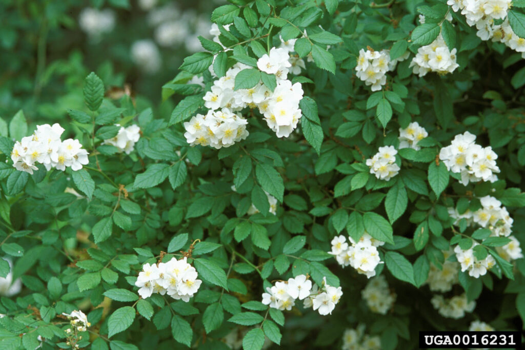 Multiflora rose foliage and blossoms
