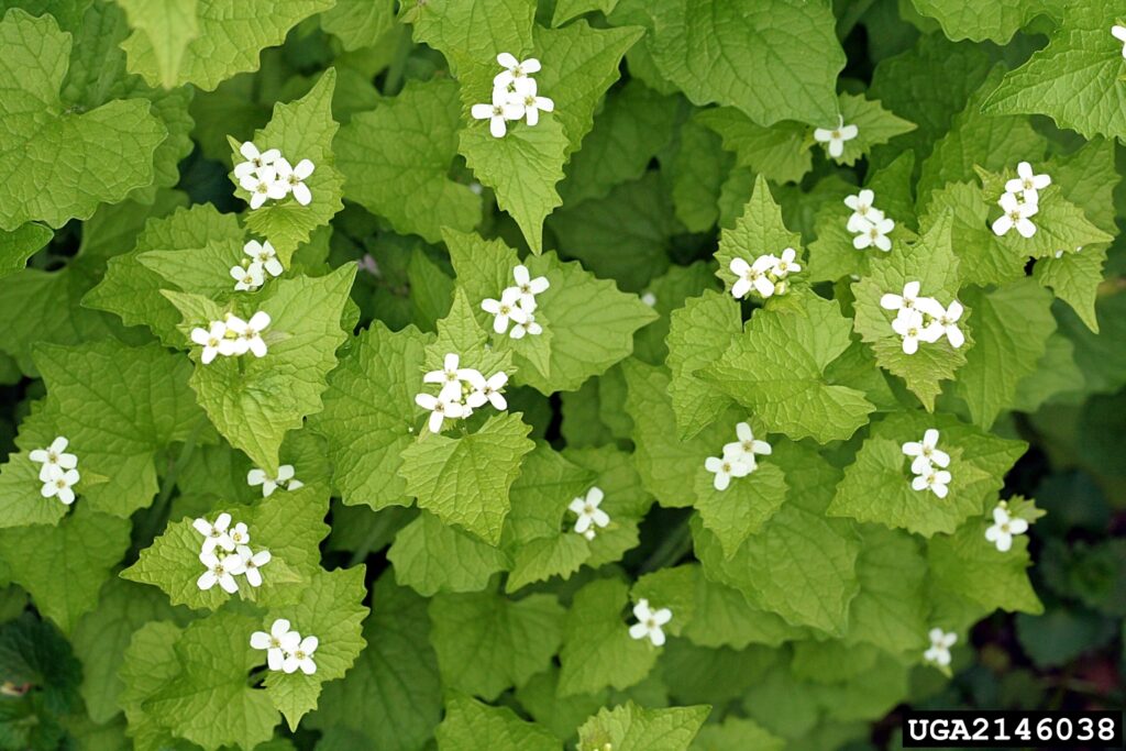 Overhead view of garlic mustard foliage and blossoms