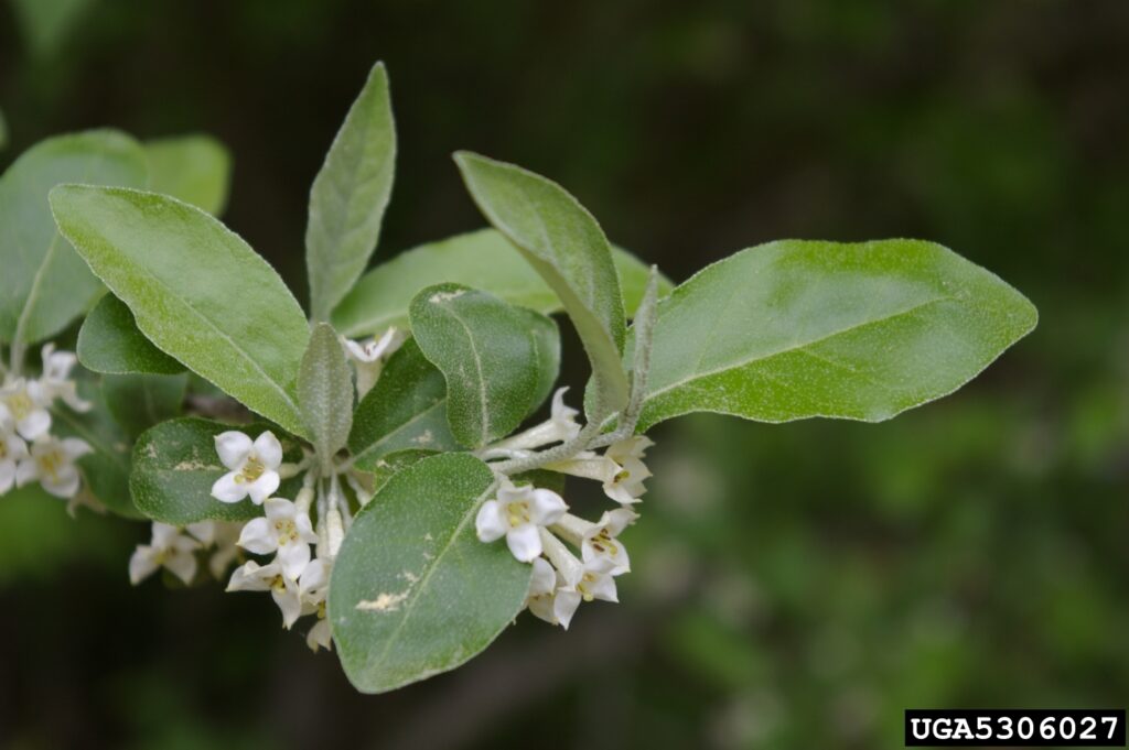 Close up of the leaves and flowers of autumn olive bush