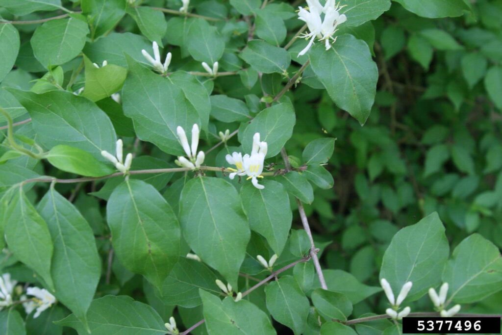 Close up of Amur honeysuckle branch of leaves and blossoms