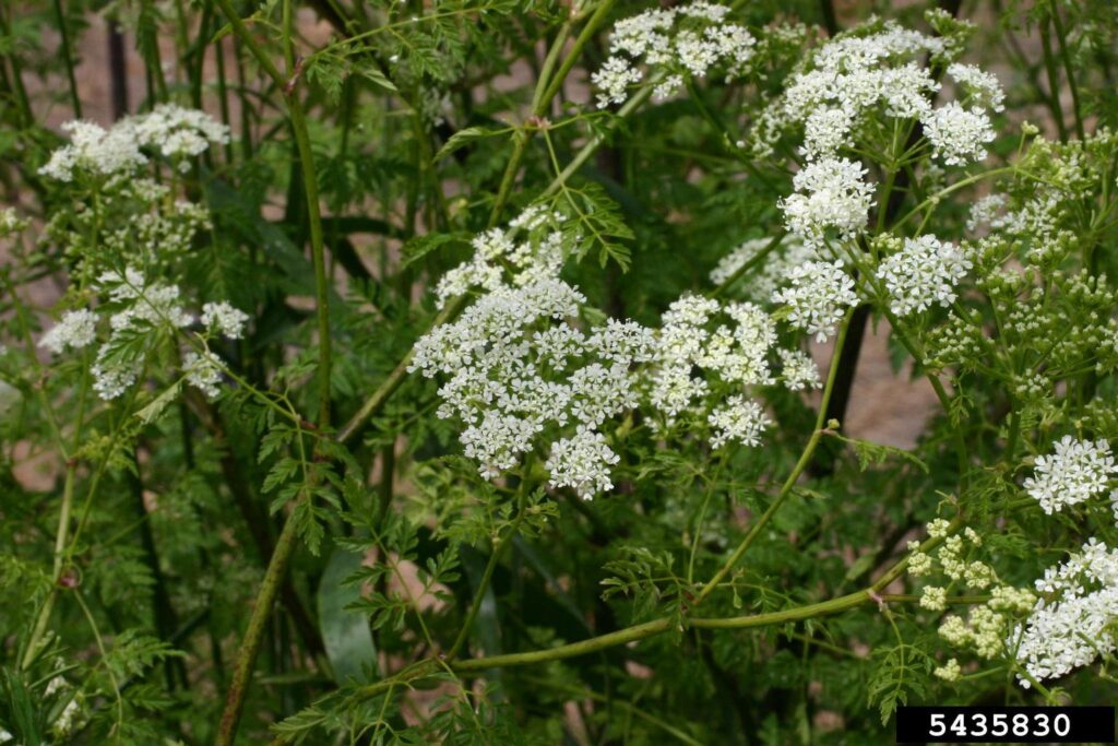 Multiple poison hemlock plants in bloom