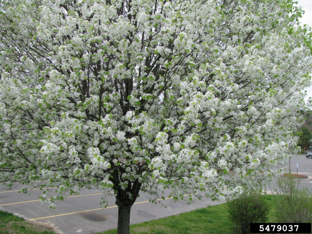 A Callery Pear in full bloom